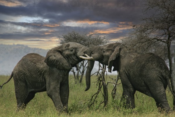 African elephant (Loxodonta africana), two fighting bulls with powerful tusks in savannah in the evening light, Serengeti National Park, Tanzania