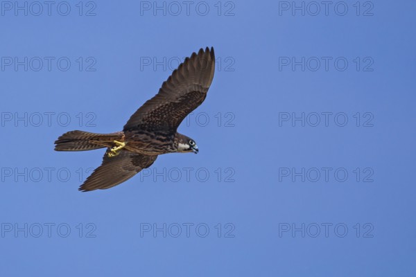 Eleonora's falcon (Falco eleonorae), young female of the light-coloured morph flies in front of a blue sky, Isola San Pietro, Sardinia, Italy