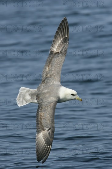 Northern fulmar (Fulmarus glacialis), flying image over the sea with outstretched wings, North Sea, offshore, Germany