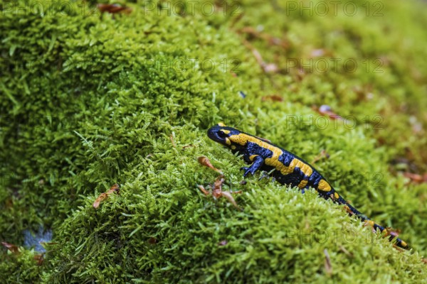 Fire salamander (Salamandra salamandra), running on the forest floor over a large area of green and moist moss, Bavaria, Germany