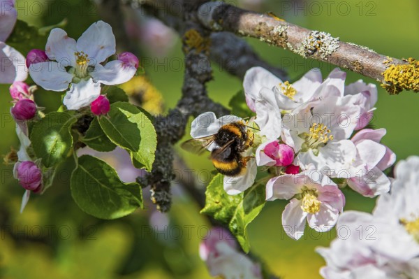 Ground bumblebee (Bombus terrestris) collecting nectar on purple and white flowers of a blossoming apple tree (Pyrus malus), Hesse, Germany