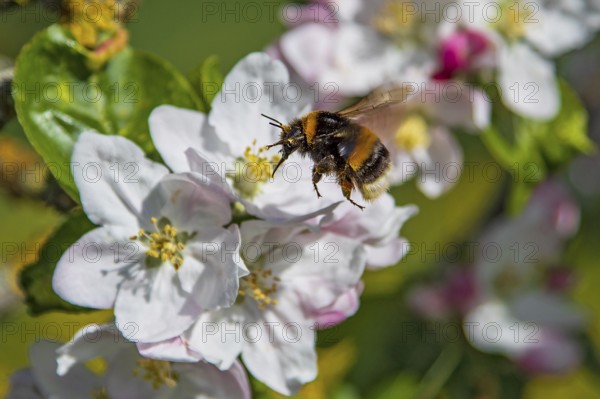 Ground bumblebee (Bombus terrestris) flying with open wings in front of a white apple blossom and collecting nectar in a blossoming apple tree (Pyrus malus), Hesse, Germany