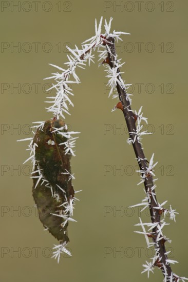 White ice crystals hang on a brown and spiky rose branch with rose petals after an icy frosty night in winter, Brandenburg, Germany