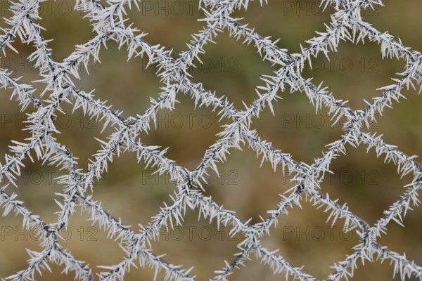 White ice crystals hang on chain link fence with colorful autumn colors in the background after an icy frosty night in winter, Brandenburg, Germany