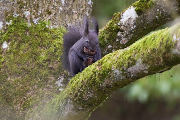 Squirrel (Sciurus vulgaris), sitting on a moss-covered tree trunk, holding collected walnuts in its paws and carrying a single walnut in its mouth, Bavaria, Germany