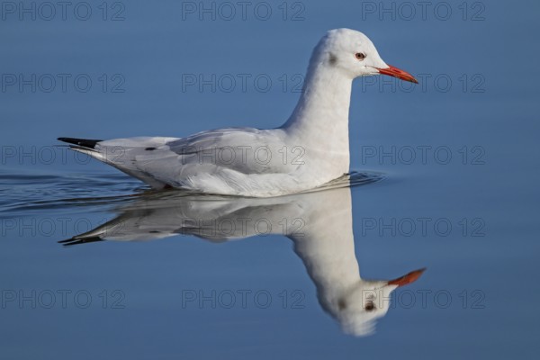 Slender-billed Gull (Chroicocephalus genei) close-up, adult bird with red beak swimming on smooth water surface with water reflection, Sardinia, Italy