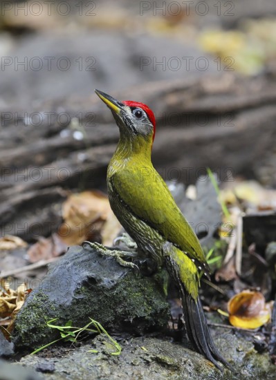 Burmese Green Woodpecker (Picus viridanus), close-up, male sitting on the ground on a tree trunk, Kaeng Krachan National Park, Thailand