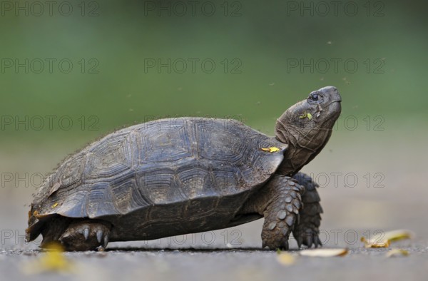 Asian forest tortoise (Manouria emys), close-up, running across the road surrounded by countless mosquitoes, Kaeng Krachan National Park, Thailand