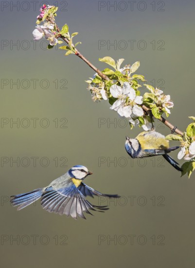 Blue tit (Cyanistes caeruleus) breeding pair with male and female flying in blossoming apple tree during blossom, Hesse, Germany