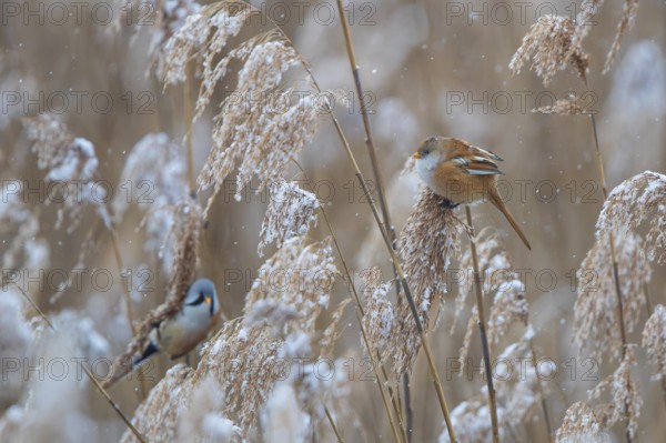 Bearded Tit (Panurus biarmicus) breeding pair with male and female foraging in snow-covered reeds during snowfall, Baden-Württemberg, Germany