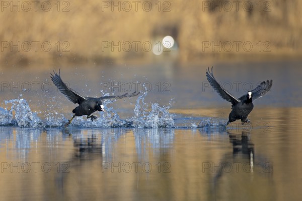 Eurasian Coot (Fulica atra) two males running over water surface with splashing water drops, Baden-Württemberg, Germany