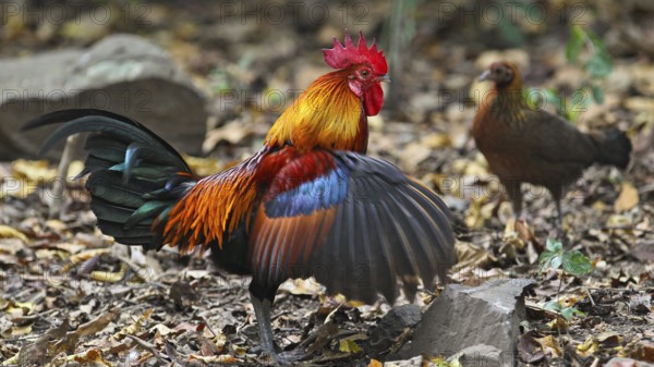 Bankiva hen (Gallus gallus) flapping cock together with hen in the rainforest, Kaeng Krachan National Park, Thailand