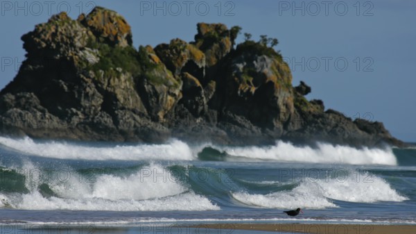 New Zealand Oystercatcher (Haematopus unicolor), Variable Oystercatcher, black colour morph running in the surf in front of breaking waves on the beach, Coromandel, New Zealand