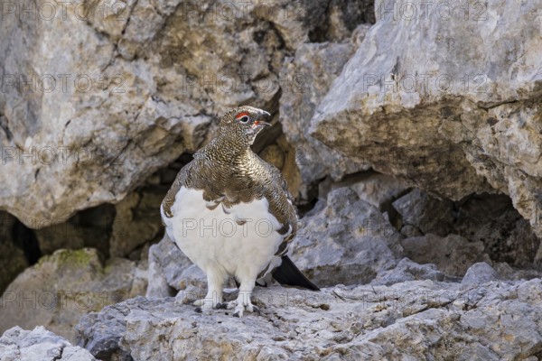Rock ptarmigan (Lagopus muta) mating and calling male with open beak on a mountain slope in the Alps, Bavaria, Germany