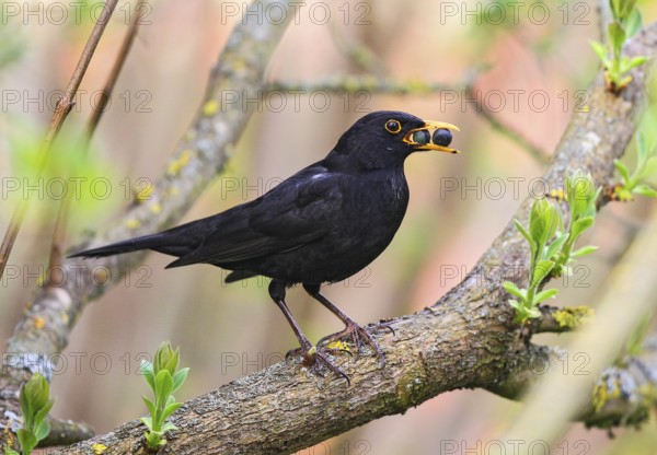 Blackbird (Turdus merula), male with berries in beak sitting on branch, Bavaria, Germany