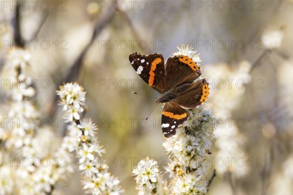 Admiral (Vanessa atalanta) butterfly with orange-brown wings sitting on white flowers in a natural environment, Hesse, Germany