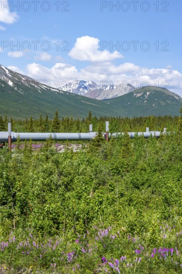 Alaska Pipeline Oil Pipeline, Alaska Range, Richardson Highway, Alaska, USA