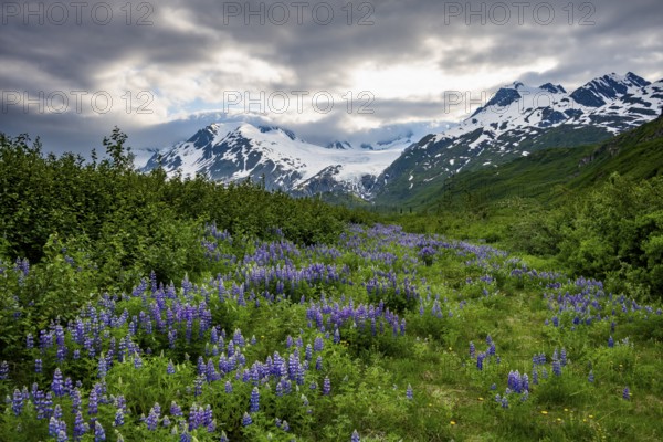 Picturesque landscape on the Richardson Highway, blooming Alaskan lupines (Lupinus nootkatensis), mountain peak with glacier Worthington Glacier in the background, Chugach Mountains, Alaska, USA