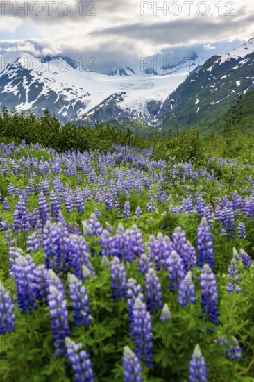 Picturesque landscape on the Richardson Highway, blooming Alaskan lupines (Lupinus nootkatensis), mountain peak with glacier Worthington Glacier in the background, Chugach Mountains, Alaska, USA