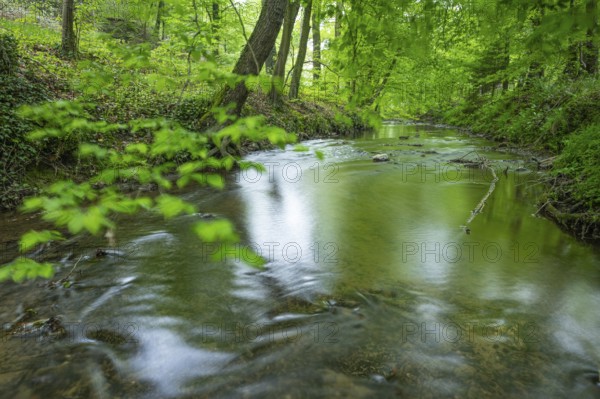The river Hunte near Barkhausen in the spring-like beech forest, Barkhausen, Bad Essen, Lower Saxony, Germany