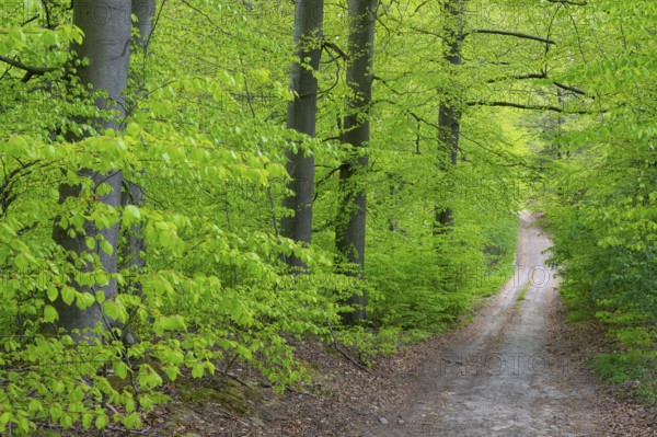 Wg in the forest near the headwaters of the Hunte, Oldendorf, Buer, Melle, Lower Saxony, Germany