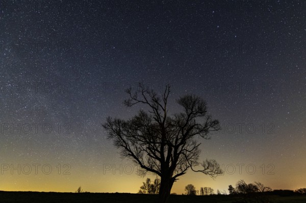 Tree on the dike of the Hunte in Ochsenmoor am Dümmer at night with stars, Dümmer, Hüde, Lower Saxony, Germany