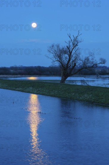 Tree on the Hunte in moonlight in Ochsenmoor am Dümmer, Dümmer See, Hüde, Lower Saxony, Germany