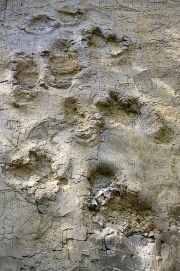 Dinosaur tracks near Barkhausen, Barkausen, Bad Essen, Lower Saxony, Germany
