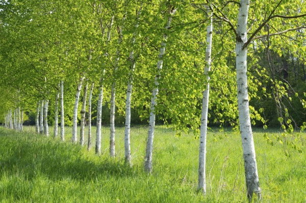 Birches near Ippenburg Castle, Bad Essen, Lower Saxony, Germany