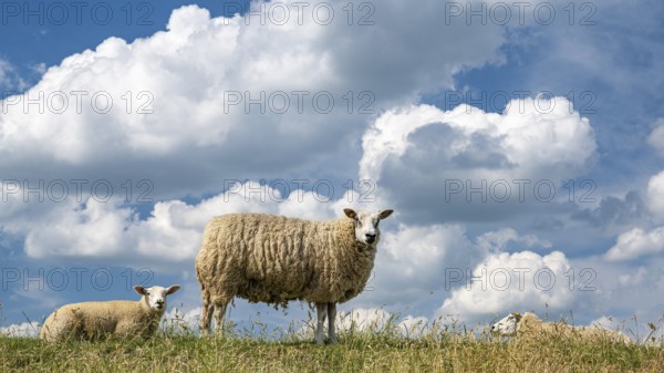 Sheep on the Huntedeich, Oldenburg, Lower Saxony, Germany