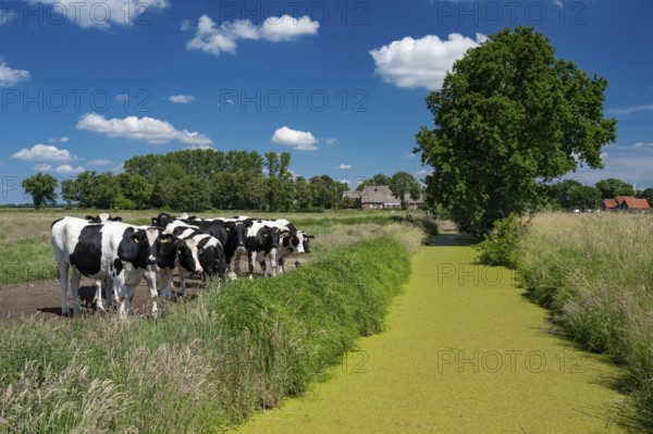 Cows in the pasture near Huntorf in the Wesermarsch, Huntorf, Elsfleth, Lower Saxony, Germany