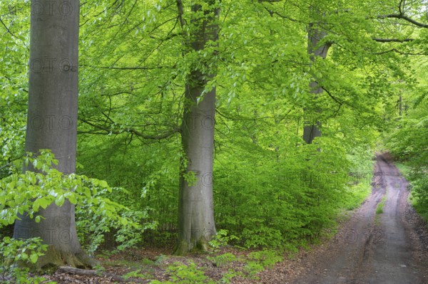Trail in the forest near the headwaters of the Hunte in the Teutoburg Forest, Oldendorf, Buer, Melle, Lower Saxony, Germany
