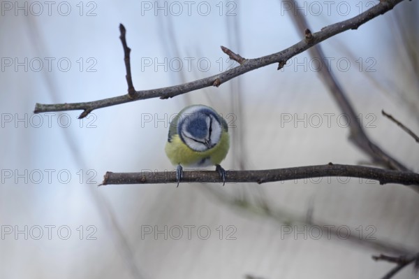 Blue tit (Cyanistes caeruleus), branch, winter, cute, colourful, garden, Germany
