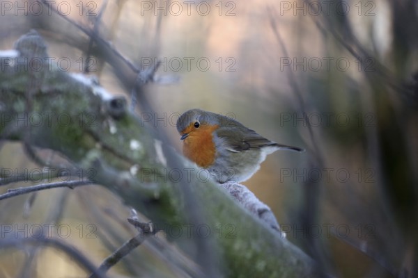 Robin (Erithacus rubecula), tree, winter, frost, coloured, Germany