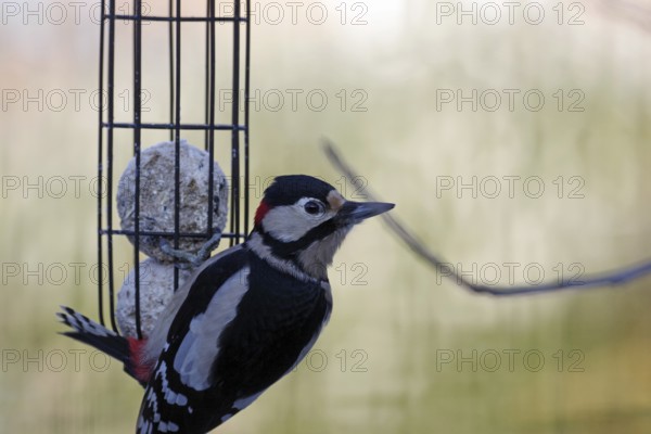 Great spotted woodpecker (Dendrocopos major), male, fat balls, bird feeding, winter, hunger, garden, Germany, close-up of a great spotted woodpecker holding on to a fat ball holder