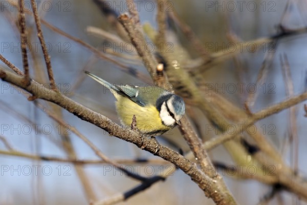 Blue tit (Cyanistes caeruleus), tree, sunlight, winter, colourful, Germany, The blue tit sits on a branch covered with frost and is illuminated by the sun