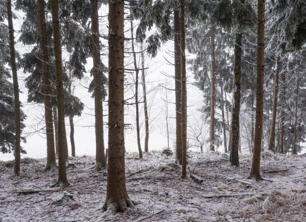 Winter landscape, forest covered with hoarfrost, Mondseeland, Salzkammergut, Upper Austria, Austria