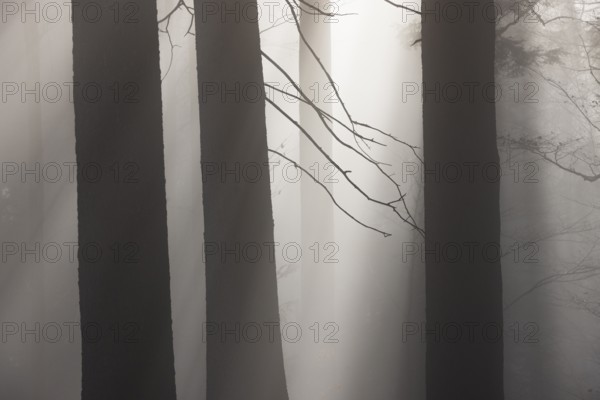 Tree trunks in morning fog with sunbeams, autumn forest, Mondseeland, Salzkammergut, Upper Austria, Austria