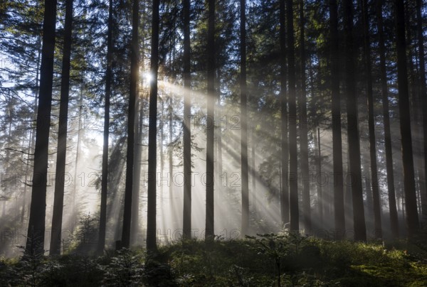 Picea abies, spruce forest in morning fog with sunrays, autumn forest, Mondseeland, Salzkammergut, Upper Austria, Austria