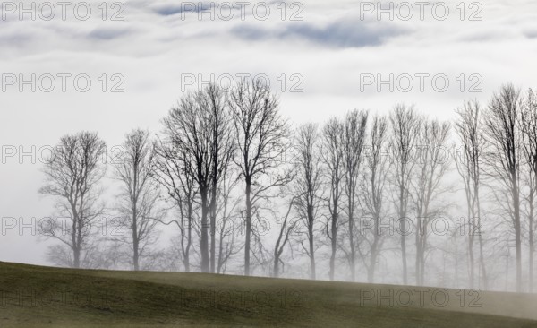 Autumn landscape, bare trees rising from the fog, inversion weather, Mondseeland, Salzkammergut, Upper Austria, Austria