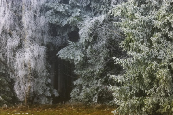 Winter forest, deciduous trees and conifers covered with hoarfrost, Mondseeland, Salzkammergut, Upper Austria, Austria