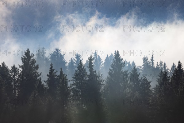 Autumn landscape, coniferous forest in morning fog, Mondseeland, Salzkammergut, Upper Austria, Austria