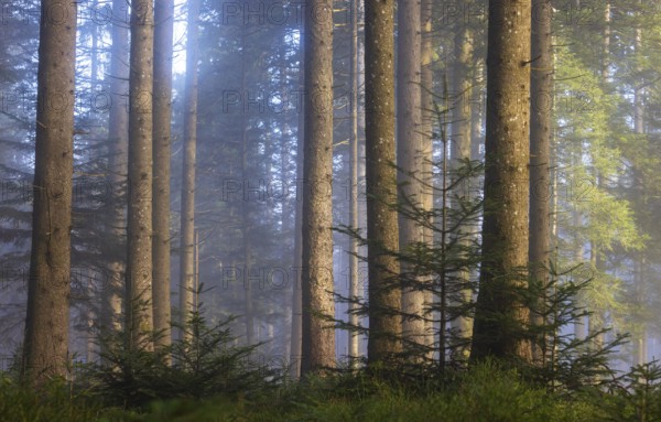 Picea abies, spruce forest in morning fog, autumn forest, Mondseeland, Salzkammergut, Upper Austria, Austria