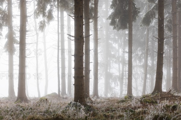Autumn landscape, forest covered in fog with hoarfrost, Mondseeland, Salzkammergut, Upper Austria, Austria