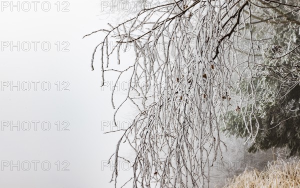Winter forest, thin branches of a deciduous tree covered with hoarfrost, Mondseeland, Salzkammergut, Upper Austria, Austria