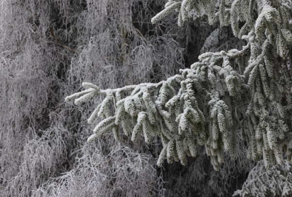 Winter forest, conifer covered with hoarfrost, Mondseeland, Salzkammergut, Upper Austria, Austria