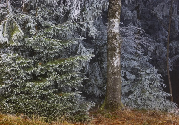 Winter, birch trunk and spruce branches covered with hoarfrost, Mondseeland, Salzkammergut, Upper Austria, Austria