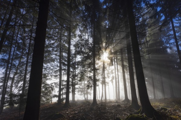 Picea abies, spruce forest in morning fog with sunrays, Mondseeland, Salzkammergut, Upper Austria, Austria