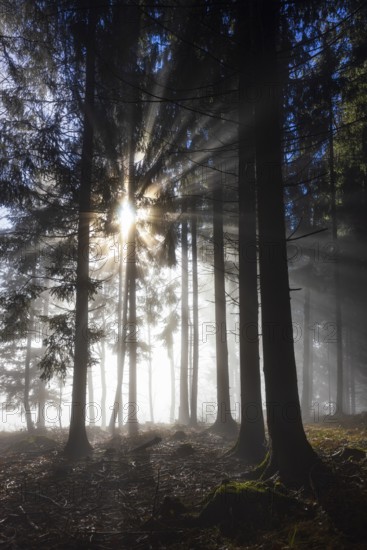 Picea abies, spruce forest in morning fog with sunrays, Mondseeland, Salzkammergut, Upper Austria, Austria
