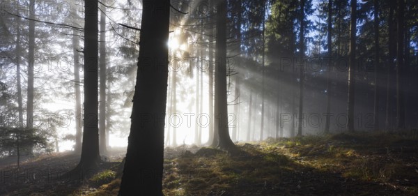 Spruce forest in morning fog with sun rays in autumn, Mondseeland, Salzkammergut, Upper Austria, Austria